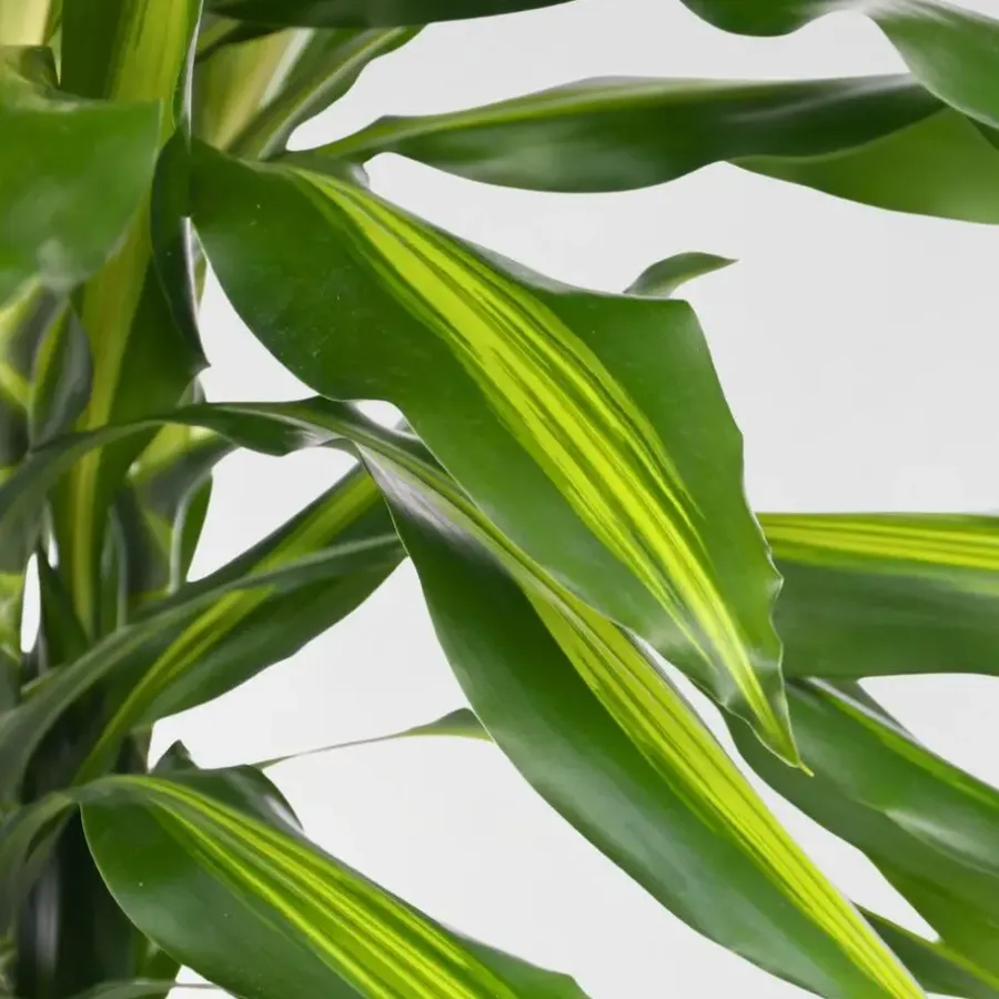 Plant in a Box Drakenbloedboom - Dracaena fragrans 'Cintho' - Hoogte 140-150cm - ⌀24cm