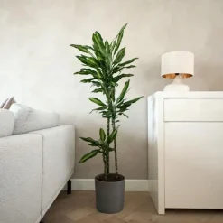 Plant in a Box Drakenbloedboom - Dracaena fragrans 'Cintho' - Hoogte 140-150cm - ⌀24cm