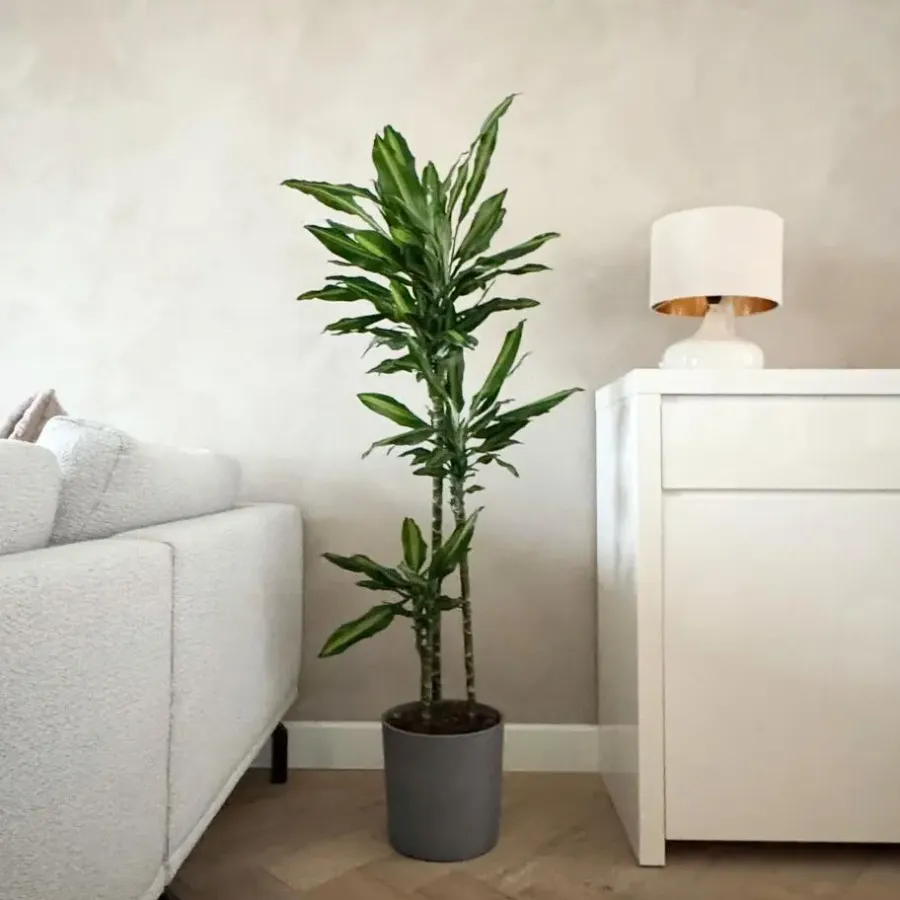Plant in a Box Drakenbloedboom - Dracaena fragrans 'Cintho' - Hoogte 140-150cm - ⌀24cm