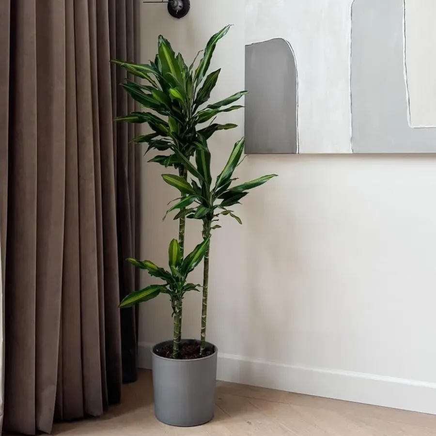 Plant in a Box Drakenbloedboom - Dracaena fragrans 'Cintho' - Hoogte 140-150cm - ⌀24cm