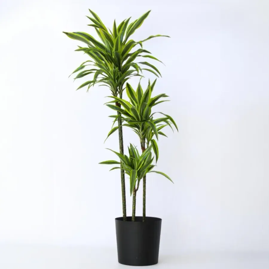 Kamerplanten-Plant in a Box Drakenbloedboom - Dracaena 'Lemon Lime' - Hoogte 130-140cm - ⌀24cm