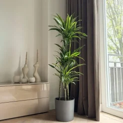 Kamerplanten-Plant in a Box Drakenbloedboom - Dracaena 'Lemon Lime' - Hoogte 130-140cm - ⌀24cm