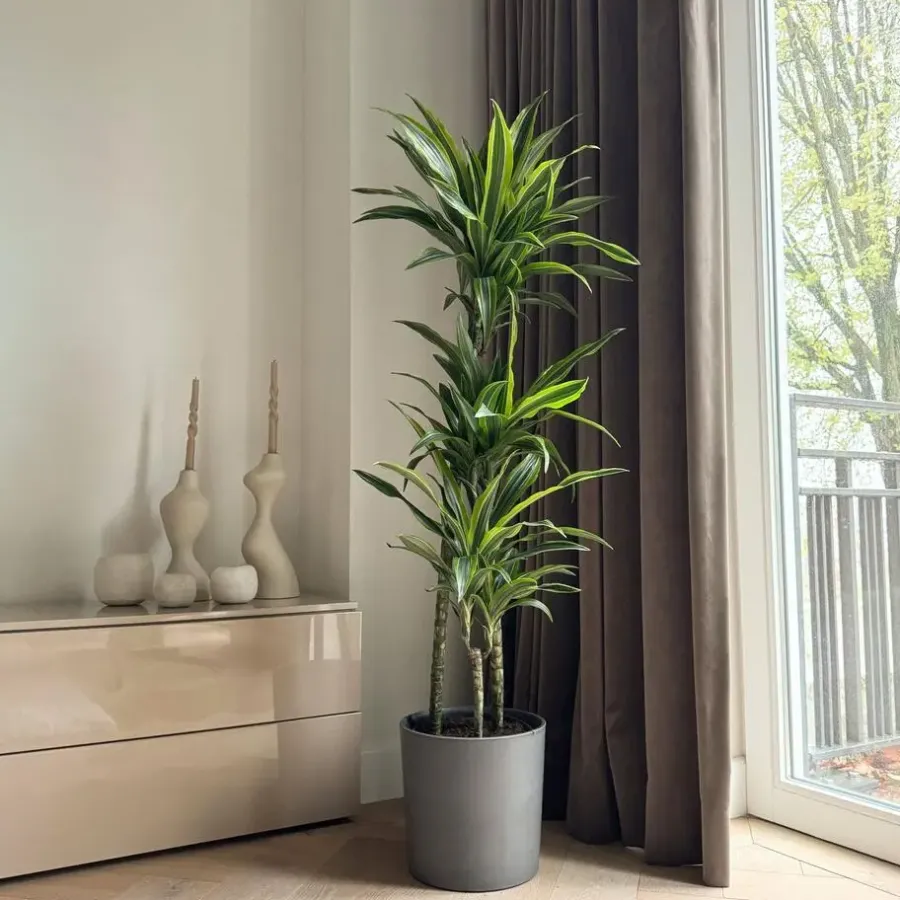 Kamerplanten-Plant in a Box Drakenbloedboom - Dracaena 'Lemon Lime' - Hoogte 130-140cm - ⌀24cm