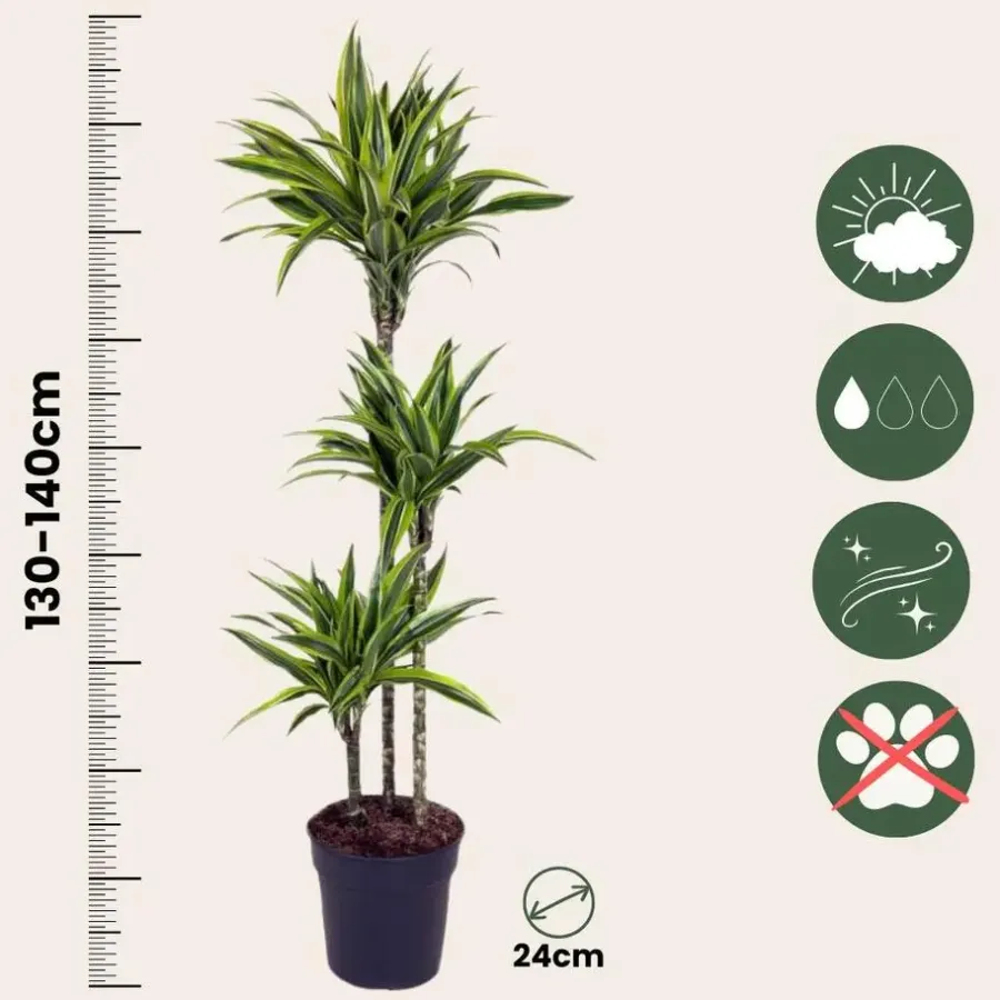 Kamerplanten-Plant in a Box Drakenbloedboom - Dracaena 'Lemon Lime' - Hoogte 130-140cm - ⌀24cm