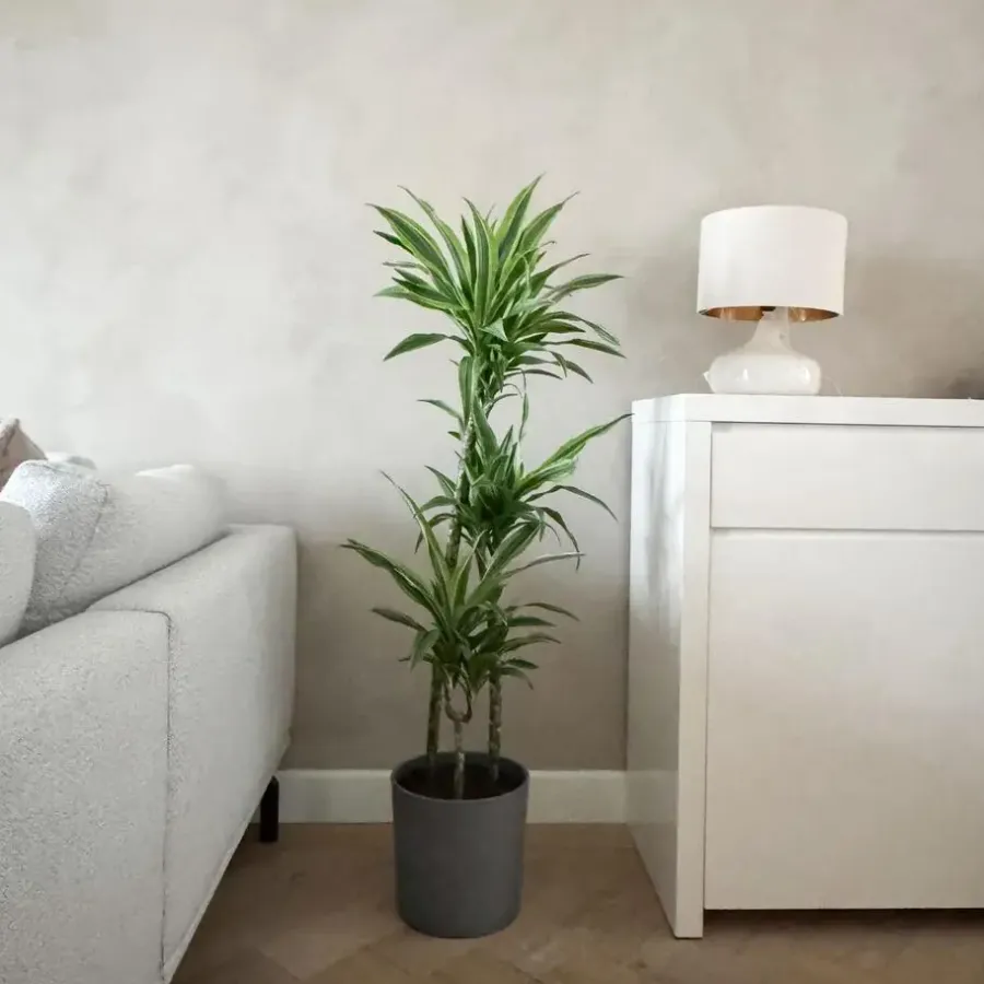 Kamerplanten-Plant in a Box Drakenbloedboom - Dracaena 'Lemon Lime' - Hoogte 130-140cm - ⌀24cm