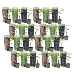 Planten|Bomen-Plant in a Box Druivenplant - Set van 24 - Vitis vinifera - Hoogte 25-40cm - ⌀9cm