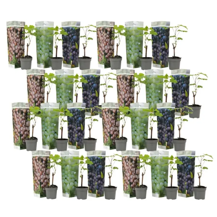 Planten|Bomen-Plant in a Box Druivenplant - Set van 24 - Vitis vinifera - Hoogte 25-40cm - ⌀9cm