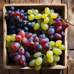 Planten|Bomen-Plant in a Box Druivenplant - Set van 24 - Vitis vinifera - Hoogte 25-40cm - ⌀9cm