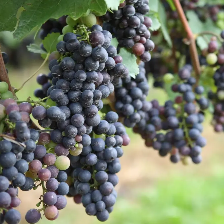 Planten|Bomen-Plant in a Box Druivenplant - Set van 24 - Vitis vinifera - Hoogte 25-40cm - ⌀9cm