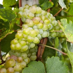 Planten|Bomen-Plant in a Box Druivenplant - Set van 24 - Vitis vinifera - Hoogte 25-40cm - ⌀9cm