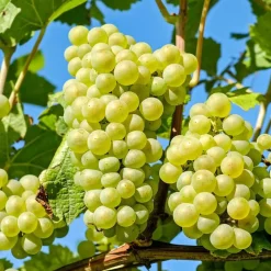 Plant in a Box Druivenplant - Set van 3 - Vitis vinifera 'Chardonnay' - Hoogte 25-40cm - ⌀9cm
