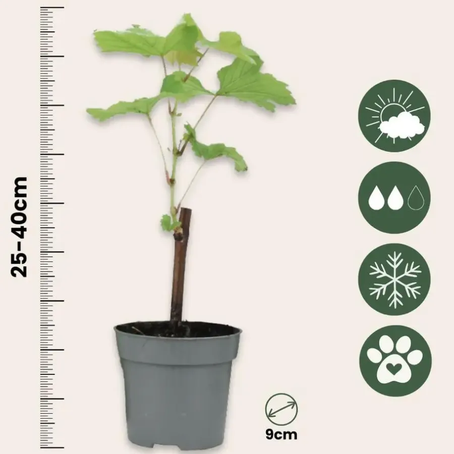 Plant in a Box Druivenplant - Set van 3 - Vitis vinifera 'Chardonnay' - Hoogte 25-40cm - ⌀9cm