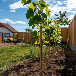 Plant in a Box Druivenplant - Set van 3 - Vitis vinifera 'Chardonnay' - Hoogte 25-40cm - ⌀9cm