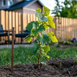 Plant in a Box Druivenplant - Set van 3 - Vitis vinifera 'Chardonnay' - Hoogte 25-40cm - ⌀9cm