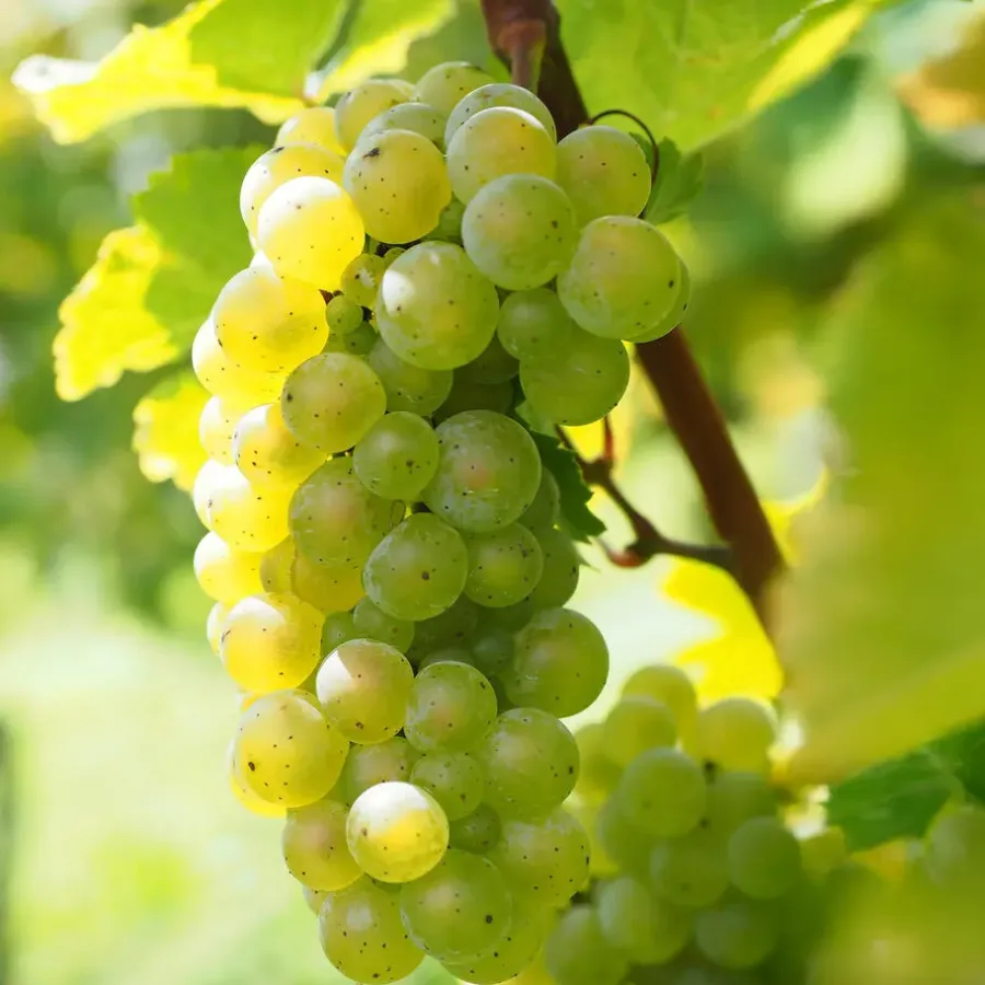 Plant in a Box Druivenplant - Set van 3 - Vitis vinifera 'Chardonnay' - Hoogte 25-40cm - ⌀9cm
