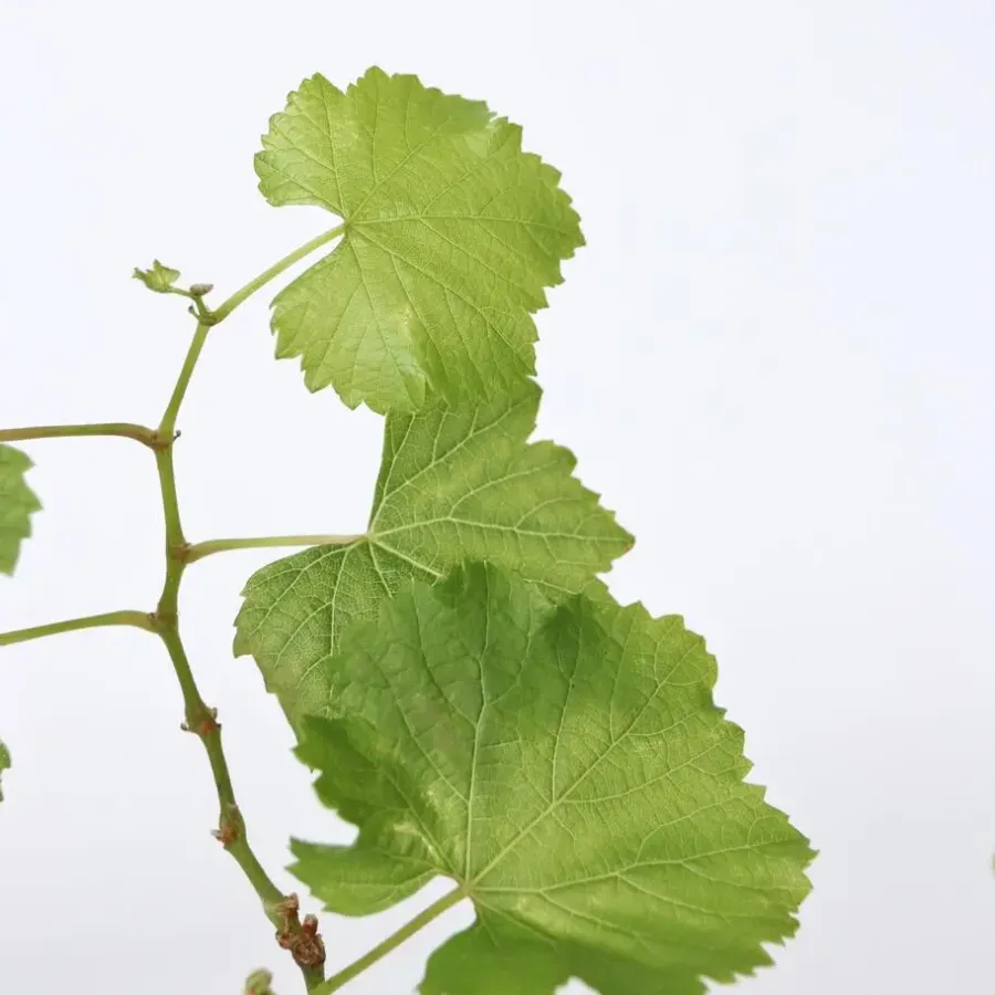Plant in a Box Druivenplant - Set van 3 - Vitis vinifera 'Chardonnay' - Hoogte 25-40cm - ⌀9cm