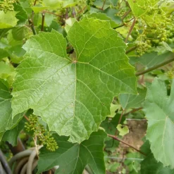 Plant in a Box Druivenplant - Set van 3 - Vitis vinifera 'Chardonnay' - Hoogte 25-40cm - ⌀9cm