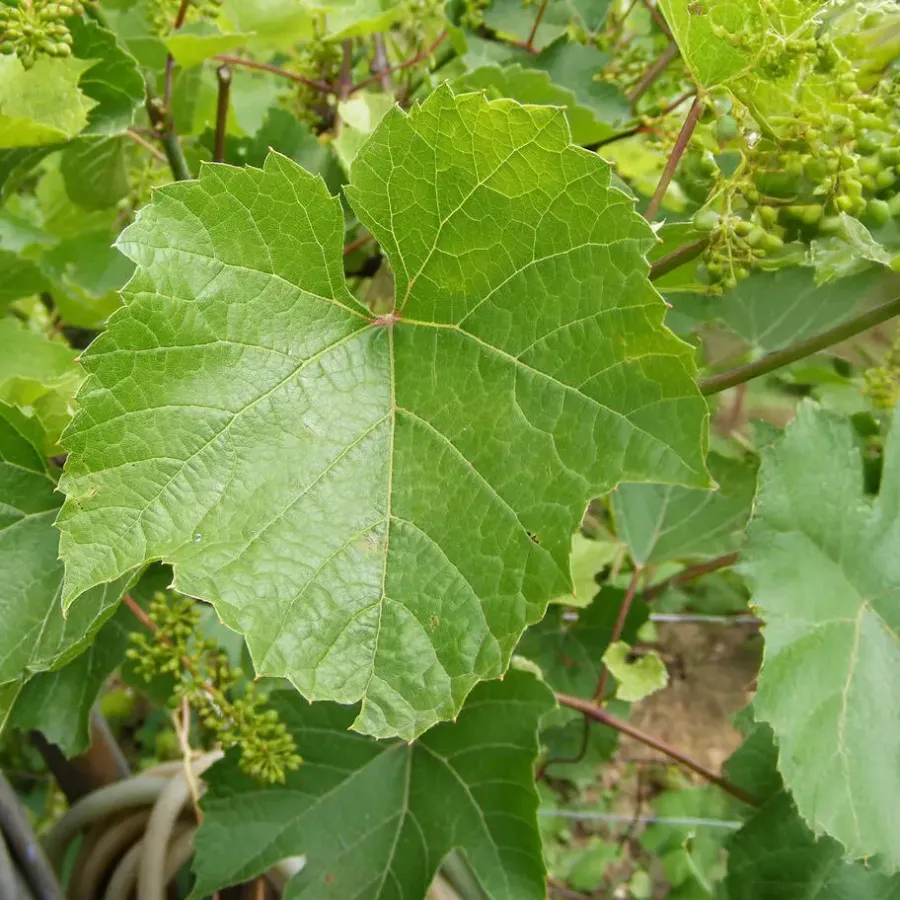 Plant in a Box Druivenplant - Set van 3 - Vitis vinifera 'Chardonnay' - Hoogte 25-40cm - ⌀9cm
