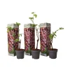 Plant in a Box Druivenplant - Set van 3 - Vitis vinifera 'pinot gris' - Hoogte 25-40cm - ⌀9cm