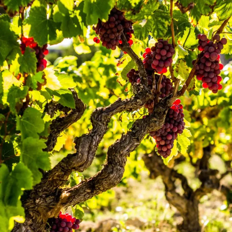 Plant in a Box Druivenplant - Set van 3 - Vitis vinifera 'pinot gris' - Hoogte 25-40cm - ⌀9cm