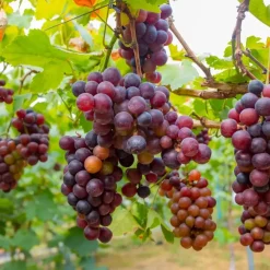 Plant in a Box Druivenplant - Set van 3 - Vitis vinifera 'pinot gris' - Hoogte 25-40cm - ⌀9cm