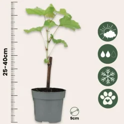 Plant in a Box Druivenplant - Set van 3 - Vitis vinifera 'pinot gris' - Hoogte 25-40cm - ⌀9cm