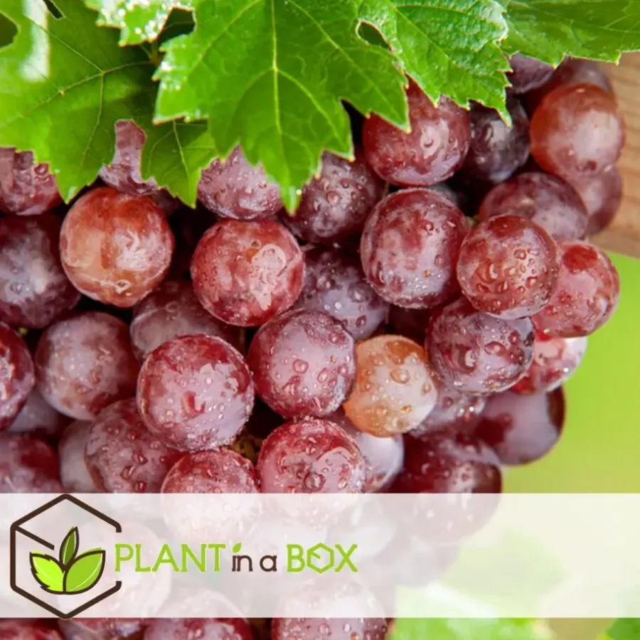 Plant in a Box Druivenplant - Set van 3 - Vitis vinifera 'pinot gris' - Hoogte 25-40cm - ⌀9cm