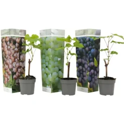Plant in a Box Druivenplant - Set van 3 - Vitis vinifera - Hoogte 25-40cm - ⌀9cm