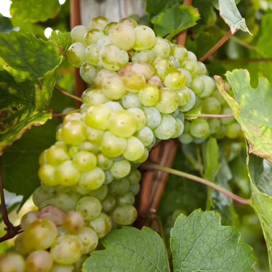 Plant in a Box Druivenplant - Set van 3 - Vitis vinifera - Hoogte 25-40cm - ⌀9cm