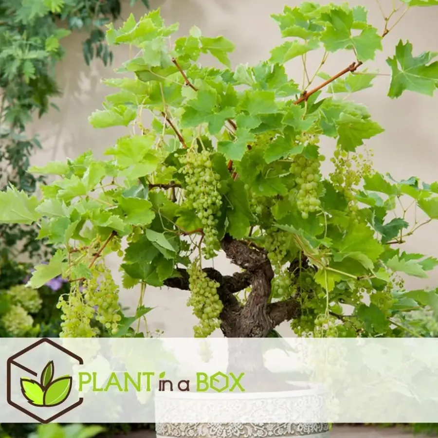 Plant in a Box Druivenplant - Set van 3 - Vitis vinifera - Hoogte 25-40cm - ⌀9cm