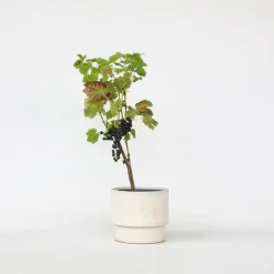 Plant in a Box Druivenplant - Vitis vinifera ‘Nero’ - Hoogte 60-75cm - ⌀21cm