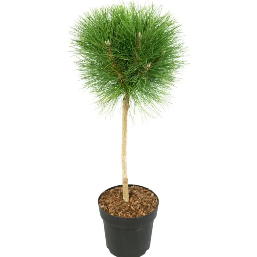 Plant in a Box Dwergden - Pinus 'Summer Breeze' - Hoogte 70-80cm - ⌀24cm