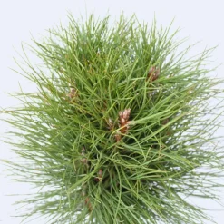 Plant in a Box Dwergden - Pinus 'Summer Breeze' - Hoogte 70-80cm - ⌀24cm