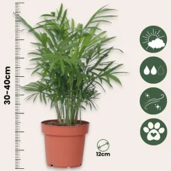Plant in a Box Dwergpalm - Chamaedorea elegans - Hoogte 30-40cm - ⌀12cm
