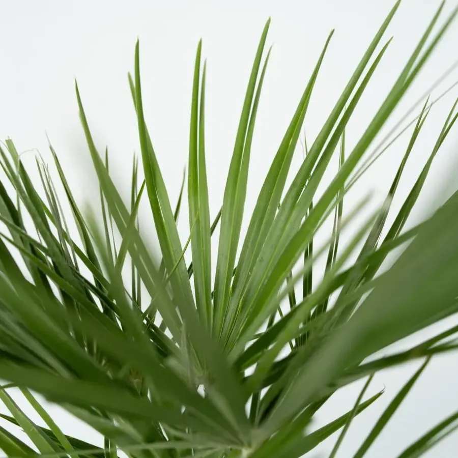 Plant in a Box Dwergpalm - Chamaerops humilis - Hoogte 70-80cm - ⌀21cm