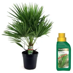 Plant in a Box Dwergpalm - Chamaerops humilis - Hoogte 70-80cm - ⌀21cm