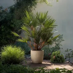 Plant in a Box Dwergpalm - Chamaerops humilis - Hoogte 70-80cm - ⌀21cm