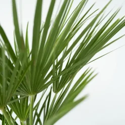 Plant in a Box Dwergpalm - Chamaerops humilis - Hoogte 70-80cm - ⌀21cm