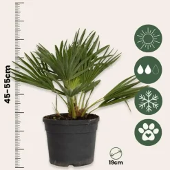 Plant in a Box Dwergpalm - Chamaerops 'Vulcano' - Hoogte 35-45cm - ⌀19cm