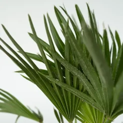Plant in a Box Dwergpalm - Chamaerops 'Vulcano' - Hoogte 35-45cm - ⌀19cm