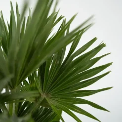 Plant in a Box Dwergpalm - Chamaerops 'Vulcano' - Hoogte 35-45cm - ⌀19cm