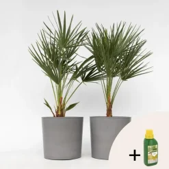 Plant in a Box Dwergpalm - Set van 2 - Chamaerops humilis - Hoogte 70-80cm - ⌀21cm