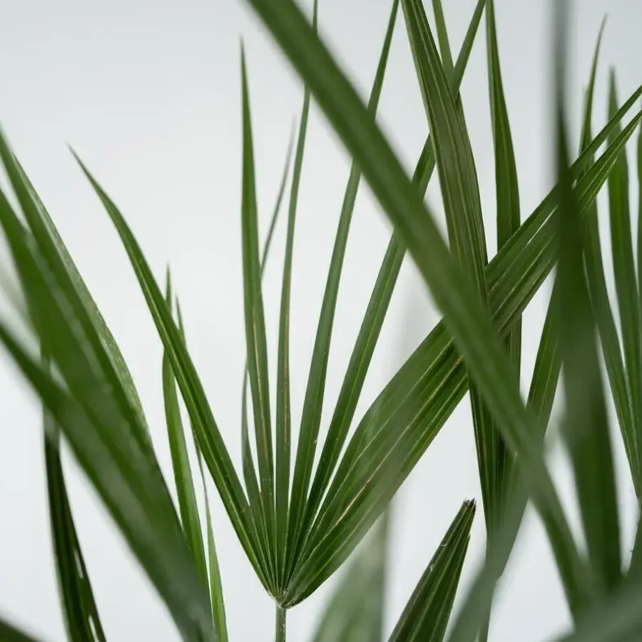 Plant in a Box Dwergpalm - Set van 2 - Chamaerops humilis - Hoogte 70-80cm - ⌀21cm