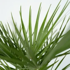 Plant in a Box Dwergpalm - Set van 2 - Chamaerops humilis - Hoogte 70-80cm - ⌀21cm