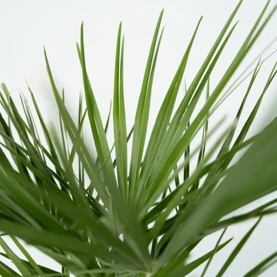 Plant in a Box Dwergpalm - Set van 2 - Chamaerops humilis - Hoogte 70-80cm - ⌀21cm