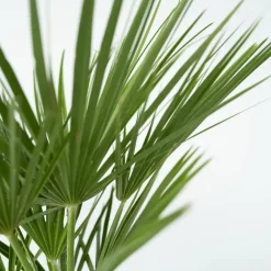 Plant in a Box Dwergpalm - Set van 2 - Chamaerops humilis - Hoogte 70-80cm - ⌀21cm