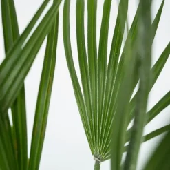 Plant in a Box Dwergpalm - Set van 2 - Chamaerops humilis - Hoogte 70-80cm - ⌀21cm