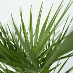 Plant in a Box Dwergpalm - Set van 2 - Chamaerops humilis - Hoogte 70-80cm - ⌀21cm