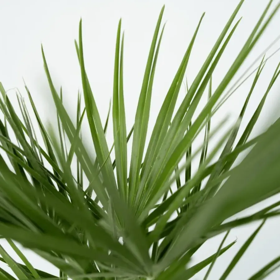 Plant in a Box Dwergpalm - Set van 2 - Chamaerops humilis - Hoogte 70-80cm - ⌀21cm