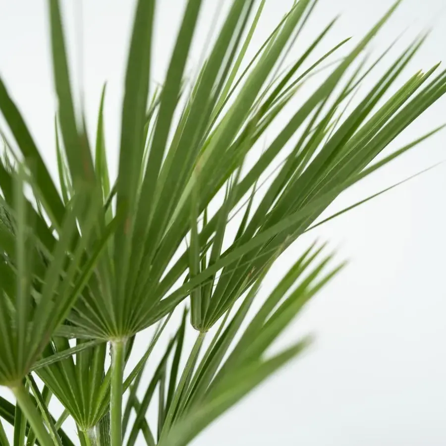 Plant in a Box Dwergpalm - Set van 2 - Chamaerops humilis - Hoogte 70-80cm - ⌀21cm